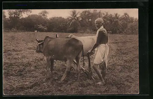AK Inder mit Ochsengespann auf Feld