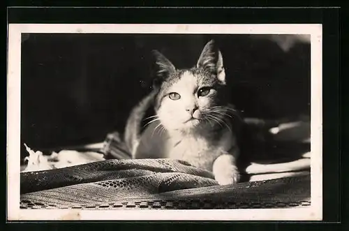 AK Katze sonnt sich auf Decke