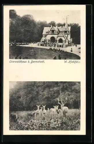 AK Darmstadt, Café Restaurant Hotel Oberwaldhaus, Hirsch mit Rehen