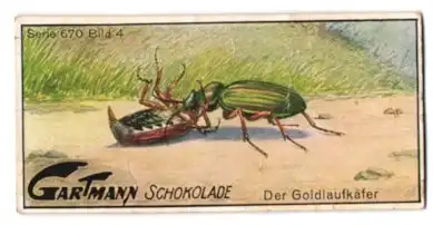 Sammelbild Gartmann Schokolade, Der Goldlaufkäfer