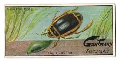 Sammelbild Gartmann Schokolade, Der Gelbrand