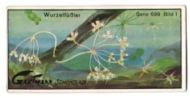 Sammelbild Gartmann Schokolade, Wurzelfüssler