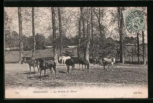AK Ormesson, La Prairie du Haras