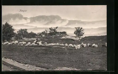 AK Zeegse, Heidelandschaft mit Schafen