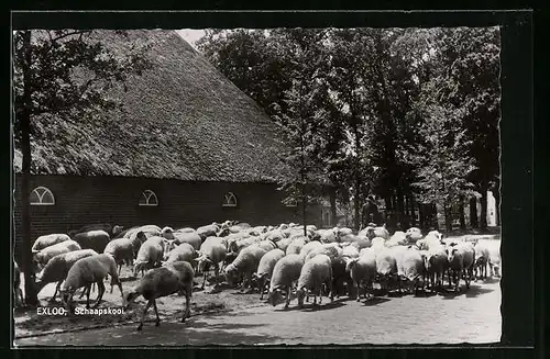 AK Exloo, Schaapskooi
