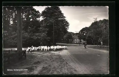 AK Exloo, Schaapskudde