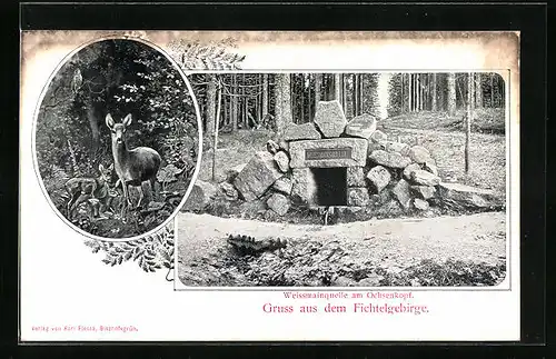 AK Bischofsgrün / Fichtelgebirge, Weissmainquelle am Ochsenkopf, Rehe im Wald