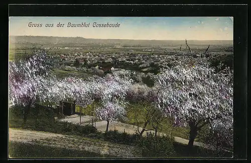 AK Cossebaude, Ortspanorama während der Baumblüte