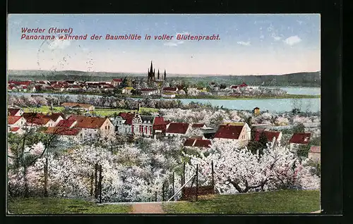 AK Werder (Havel), Panorama während der Baumblüte in voller Blütenpracht