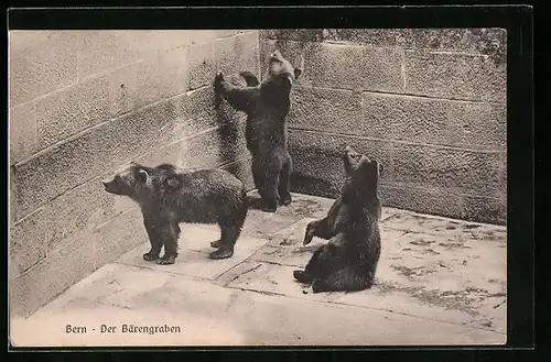 AK Bärengraben in Bern, Bär steht an einer Mauer