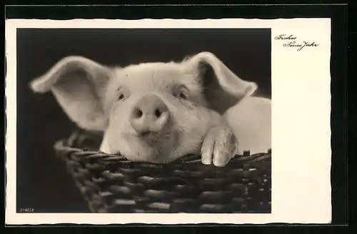 AK Schwein im Korb - Neujahrsgruss