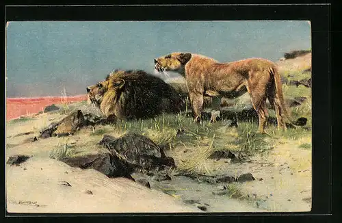 Künstler-AK Beute spähende Löwen - Männlicher und weiblicher Löwe