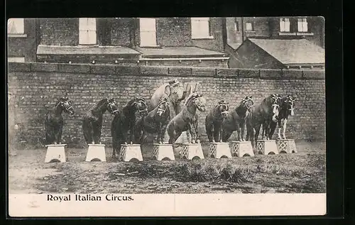 AK Royal Italian Circus - Dressierte Ponys und Elefant