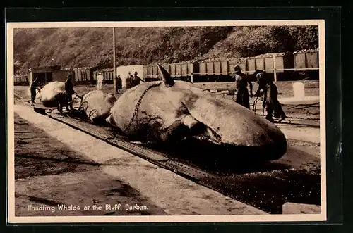 AK Durban, Handling Whales at the Bluff