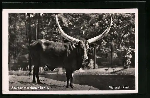 AK Watussi-Rind im Berliner Zoologischen Garten