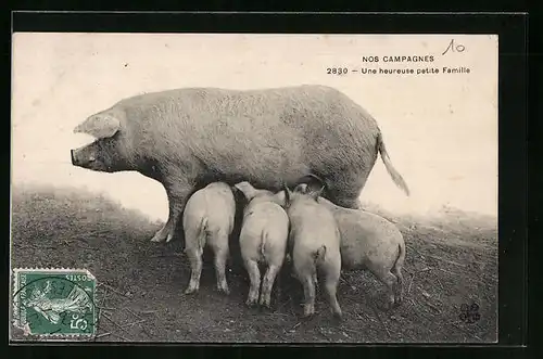 AK Säugende Ferkel mit Muttersau