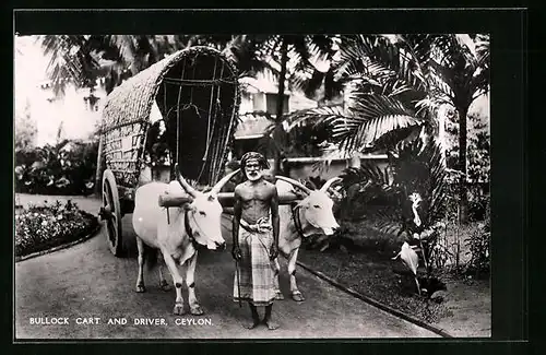 AK Ochsengespann in Ceylon