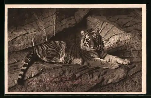 AK Tiger im Hamburger Zoo