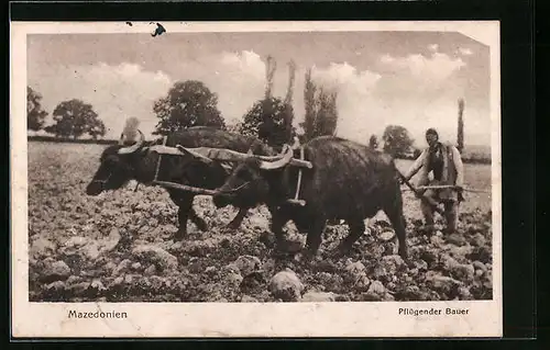 AK Mit Ochsengespann pflügender Bauer in Mazedonien