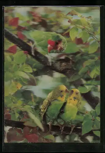 3D-AK 3 Wellensttiche im Geäst