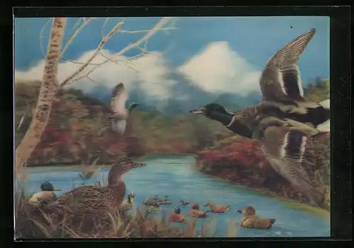 3D-AK Entenfamilie im Wasser, 2 Männchen im Flug
