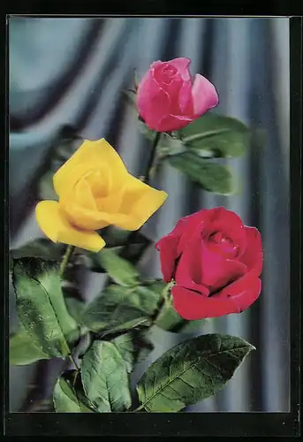 3D-AK Einzelne rote, gelbe und pinke Rosen
