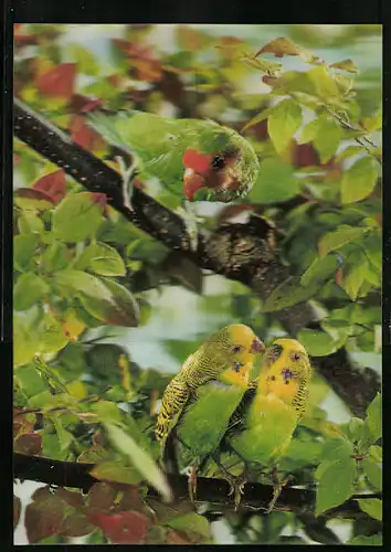 3D-AK 3 Wellensittiche im Baumgrün