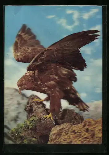 3D-AK Greifvogel auf Felsen