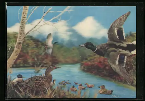 3D-AK Entenfamilie am Wasser