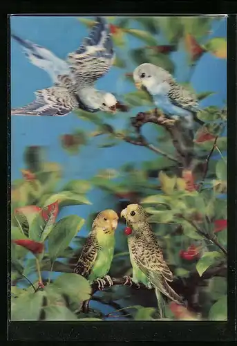3D-AK 4 Wellensittiche im Geäst eines Kirschbaums