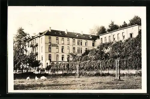 AK Valkenburg, Gänse auf Wiese vor Park Hotel Rooding