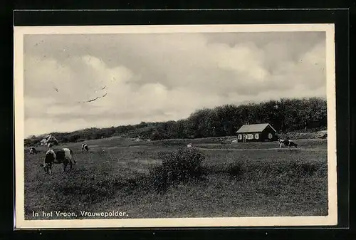 AK Vrouwepolder, Kuhweide vor Farmhäuschen