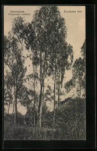 AK Daressalam, Eucalyptus tree