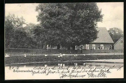 AK Schwarzenbek, Schwäne am Wasser vor Wohnhaus