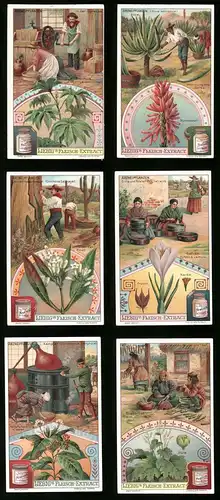 6 Sammelbilder Liebig, Serie Nr. 906: Arzneipflanzen, Kampfer, Aloe Vera, Safran, Rhabarber