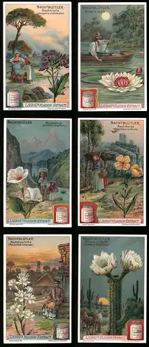 6 Sammelbilder Liebig, Serie Nr. 929: Nachtblütler, Nachtkerze, Kaktus, Nachtviole, Wunderblume