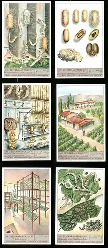 6 Sammelbilder Liebig, Serie Nr. 1370: Die Seidenraupenzucht, Zuchtraum, Einspinnen, Abhaspeln der Kokons
