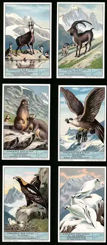6 Sammelbilder Liebig, Serie Nr. 1279: Tierwelt der Alpen, Bartgeier, Murmeltier, Steinbock