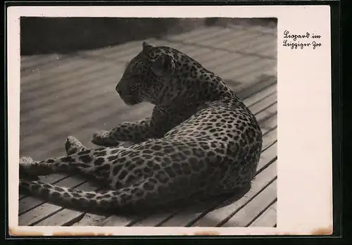 AK Leopard im Leipziger Zoo