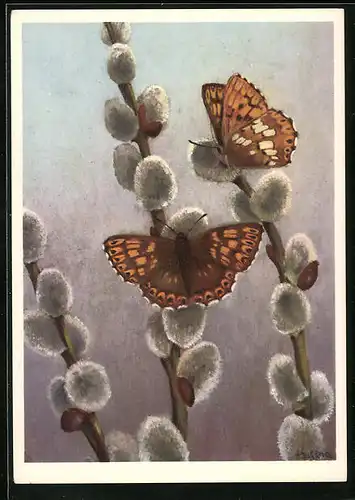 Künstler-AK Schmetterlinge auf Zweig mit Weidenkätzchen