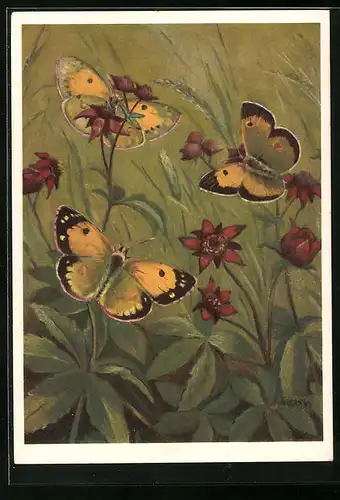 Künstler-AK Schmetterlinge auf Blumen