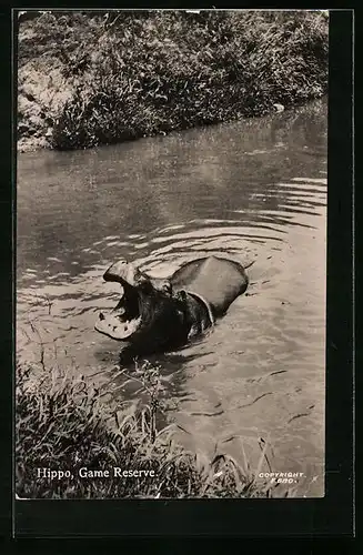 AK Hippo, Game Reserve - Nilpferd im Fluss