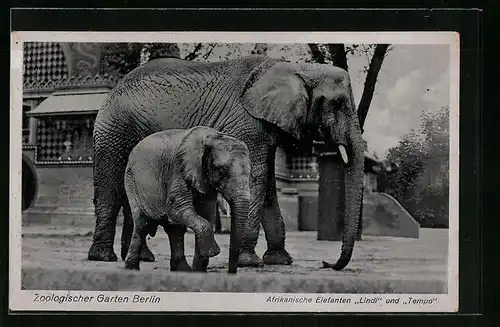 AK Afrikanische Elefanten Lindi und Tempo im Berliner Zoologischen Garten
