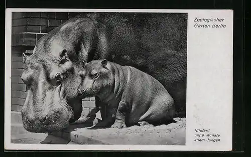 AK Nilpferd mit 8 Monate altem Jungen im Berliner Zoologischen Garten