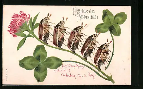 Künstler-AK Maikäfer auf einem blühenden Kleestengel - Pfingstgruss