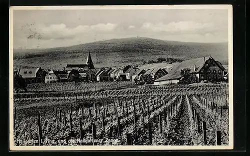 AK Hallgarten i. Rhg., Ortsansicht hinter Weinstöcken mit Hallgartener Zange