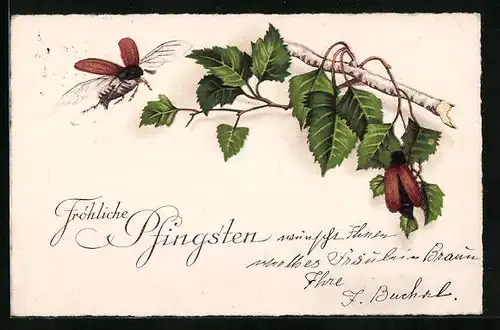 Künstler-AK Maikäfer an einem Birkenzweig - Pfingsgruss