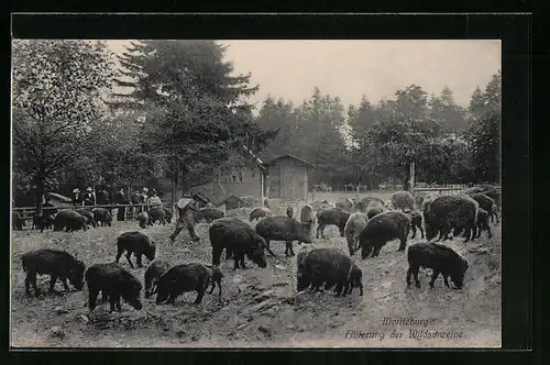 AK Fütterung der Wildschweine in Moritzburg