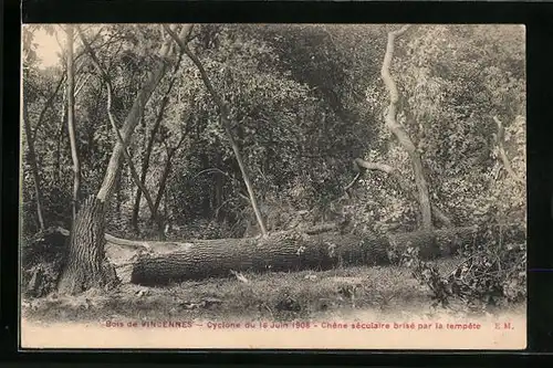 AK Bois de Vincennes, Cyclone du Juin 1908 - Chene seculaire brise par la tempete, Unwetter 1908