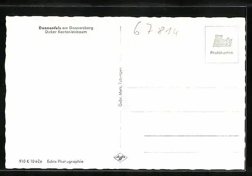 AK Dannenfels am Donnersberg, Strassenpartie mit dickem Kastanienbaum